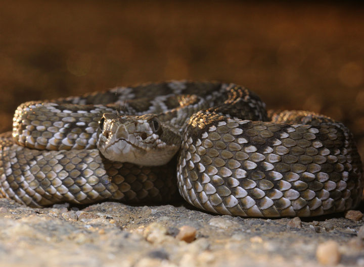 Mojave Rattlesnake